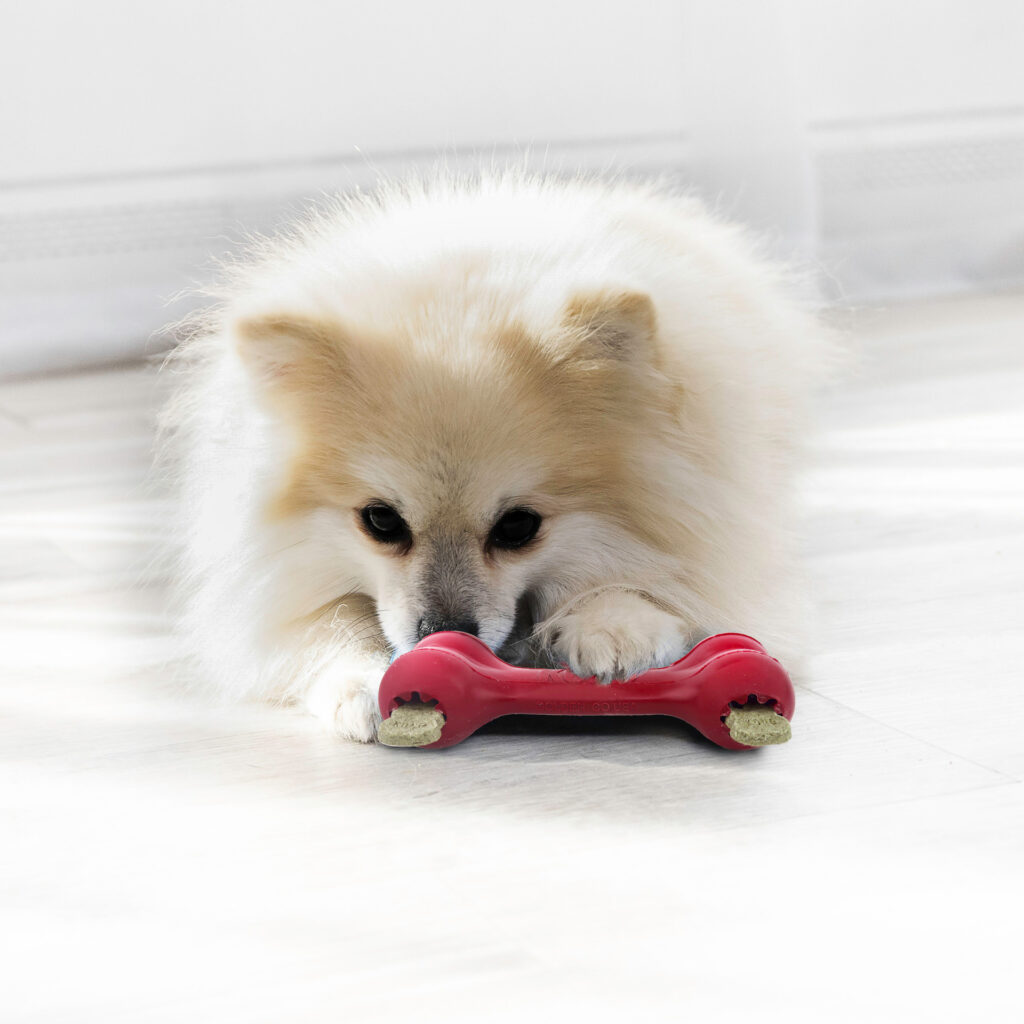 Goodie Bone KONG