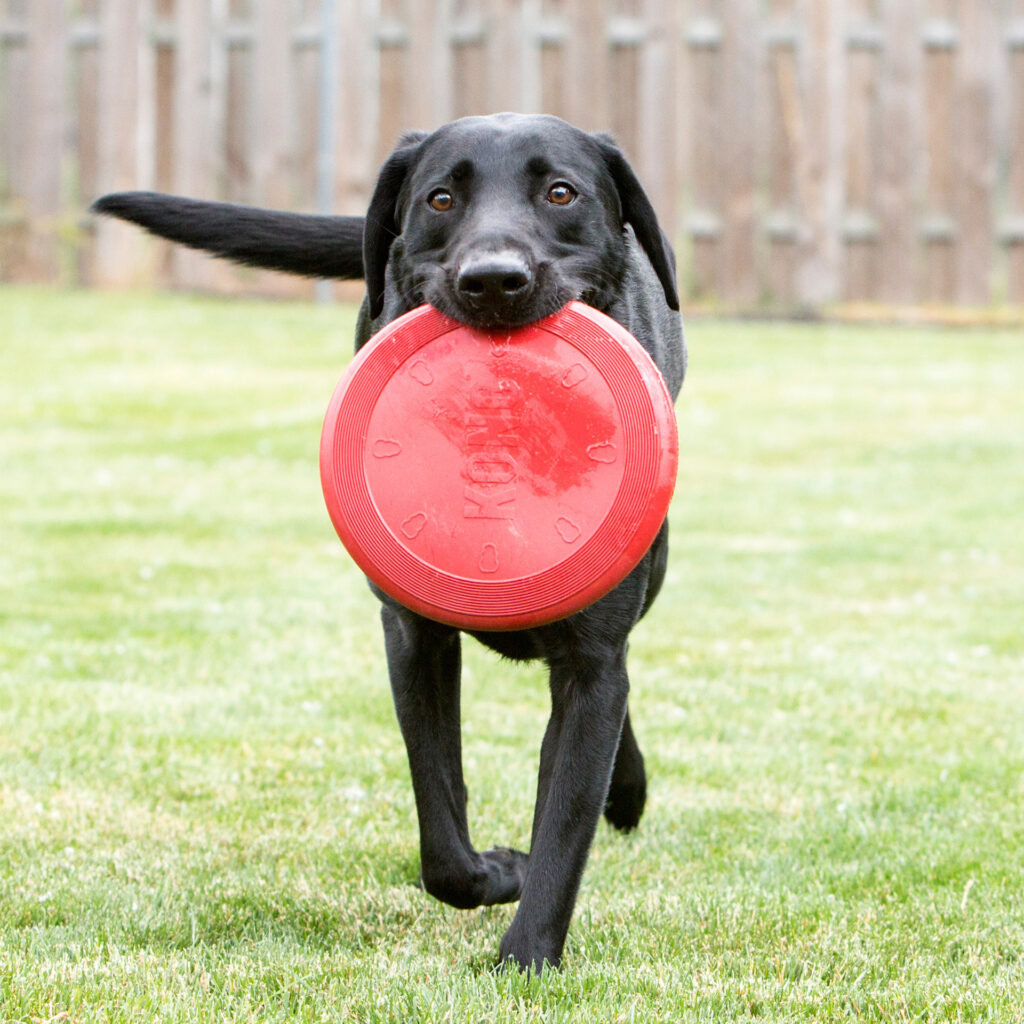 🐾 KONG Flyer – Disco para Perros