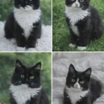 Gatos