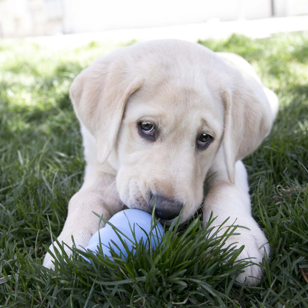 KONG Puppy – para Cachorros